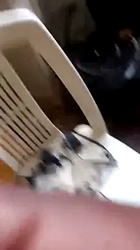 sexicaribe2 online show from December 1, 2025, 12:17 pm