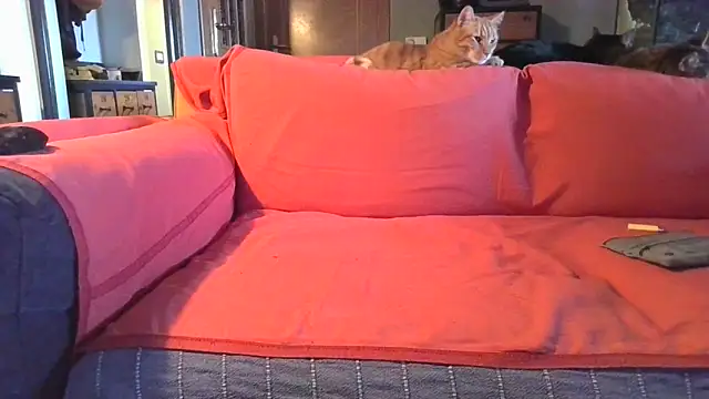 naked bear online show from February 5, 2025, 10:41 am