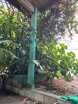 sofy alone online show from January 13, 2026, 12:09 pm