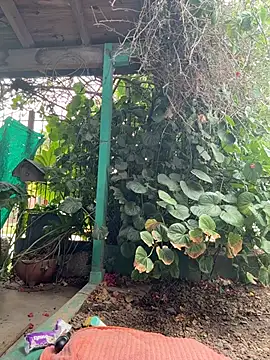 sofy alone online show from February 2, 2026, 11:53 am