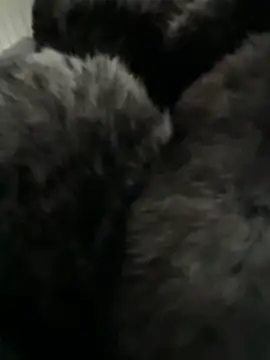 Snapshot of Furdale chatting on February 14, 2026, 3:01 pm Furdale online show from February 14, 2026, 3:01 pm