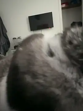 Snapshot of Furdale chatting on September 18, 2025, 4:32 pm Furdale online show from September 18, 2025, 4:32 pm