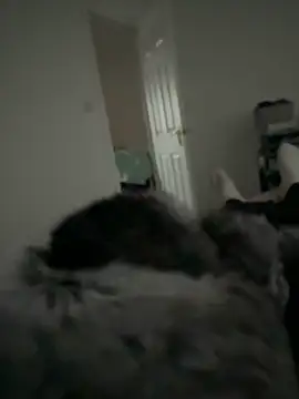 Snapshot of Furdale chatting on February 11, 2026, 3:34 pm Furdale online show from February 11, 2026, 3:34 pm