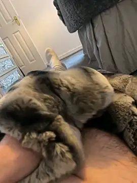 Snapshot of Furdale chatting on January 3, 2025, 1:57 pm Furdale online show from January 3, 2025, 1:57 pm