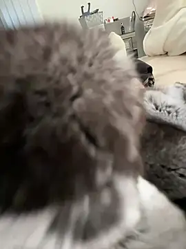 Snapshot of Furdale chatting on March 3, 2026, 3:30 pm Furdale online show from March 3, 2026, 3:30 pm