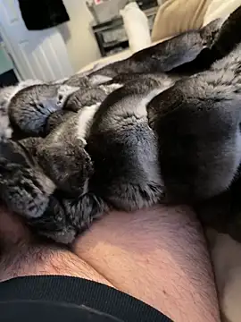 Snapshot of Furdale chatting on February 19, 2026, 3:31 pm Furdale online show from February 19, 2026, 3:31 pm