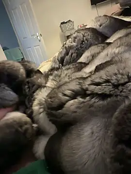 Snapshot of Furdale chatting on February 15, 2026, 1:32 pm Furdale online show from February 15, 2026, 1:32 pm