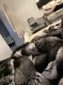 Snapshot of Furdale chatting on February 26, 2026, 5:24 pm Furdale online show from February 26, 2026, 5:24 pm