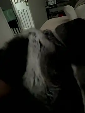 Snapshot of Furdale chatting on January 15, 2026, 3:48 pm Furdale online show from January 15, 2026, 3:48 pm