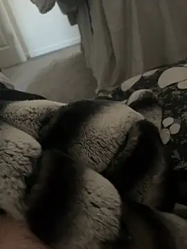 Snapshot of Furdale chatting on January 9, 2025, 11:14 am Furdale online show from January 9, 2025, 11:14 am