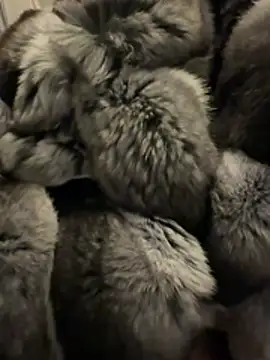 Snapshot of Furdale chatting on February 18, 2026, 4:58 pm Furdale online show from February 18, 2026, 4:58 pm