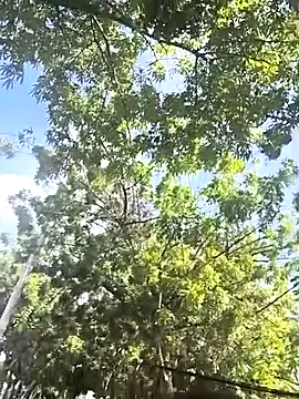 lady-rosse online show from February 28, 2025, 2:31 pm