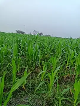 kummuduabbai online show from March 11, 2026, 1:10 am