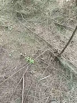 Gopal1243 online show from February 15, 2025, 9:27 am