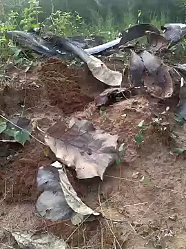 Gopal1243 online show from February 20, 2025, 12:04 pm