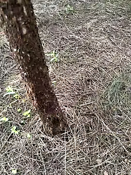 Gopal1243 online show from September 23, 2025, 1:01 am