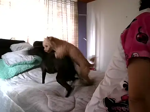 RAYA 1 online show from December 15, 2024, 3:31 pm