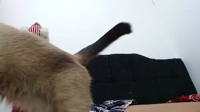 Snapshot of Emmily_Fox chatting on January 28, 2025, 4:30 pm Emmily Fox online show from January 28, 2025, 4:30 pm